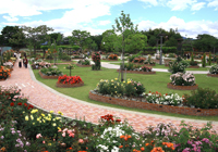 ばら公園いこいの広場
