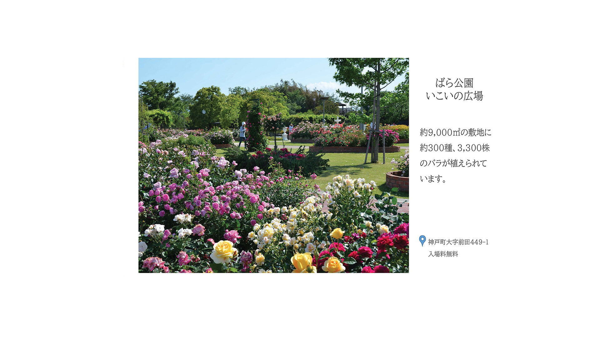 ばら公園