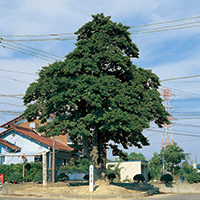 町の木「もちの木」