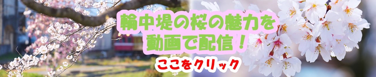 輪中堤の桜の魅力を動画で配信！