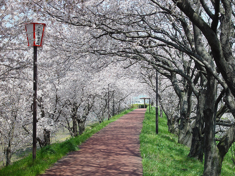 輪中堤の桜