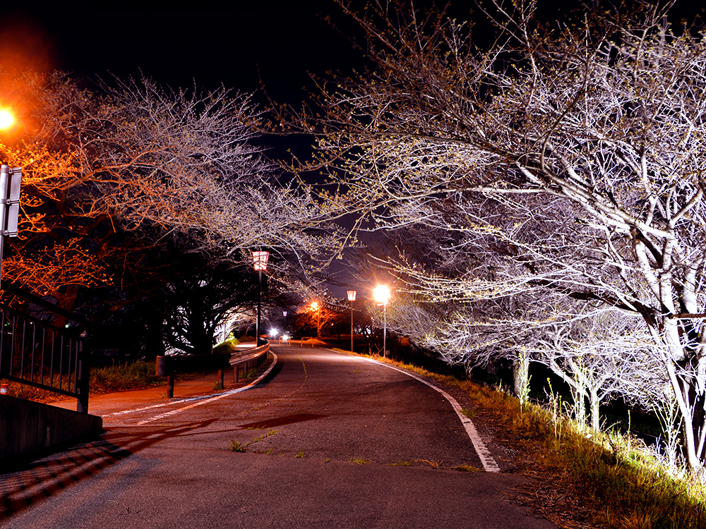輪中堤の桜（夜）