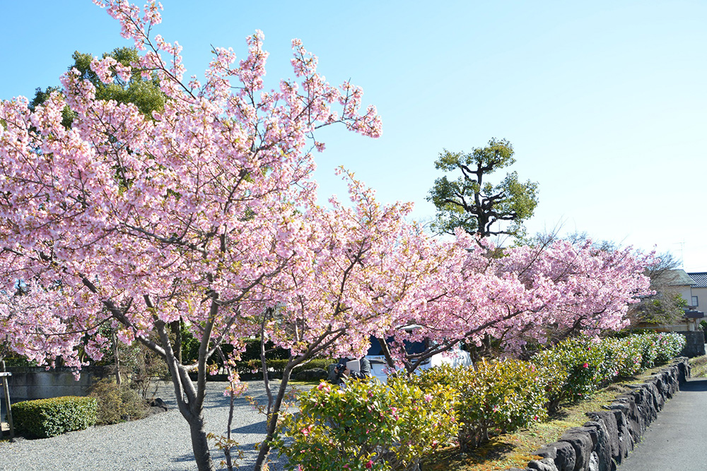 夜叉堂の河津桜