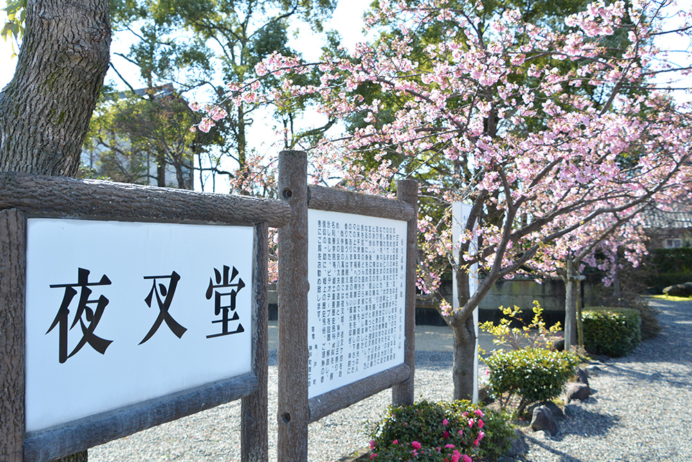 夜叉堂の河津桜