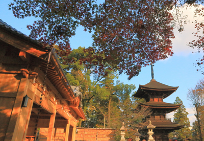 晩秋の日吉神社／太田　宣行