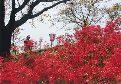 真紅のじゅうたん／大橋　浩美