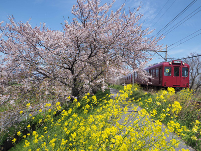 春色の養老鉄道／大脇　明美