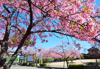 河津桜に囲まれて／土井　章義