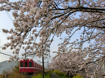 桜並木を駆け抜ける養老鉄道／石橋　紹光