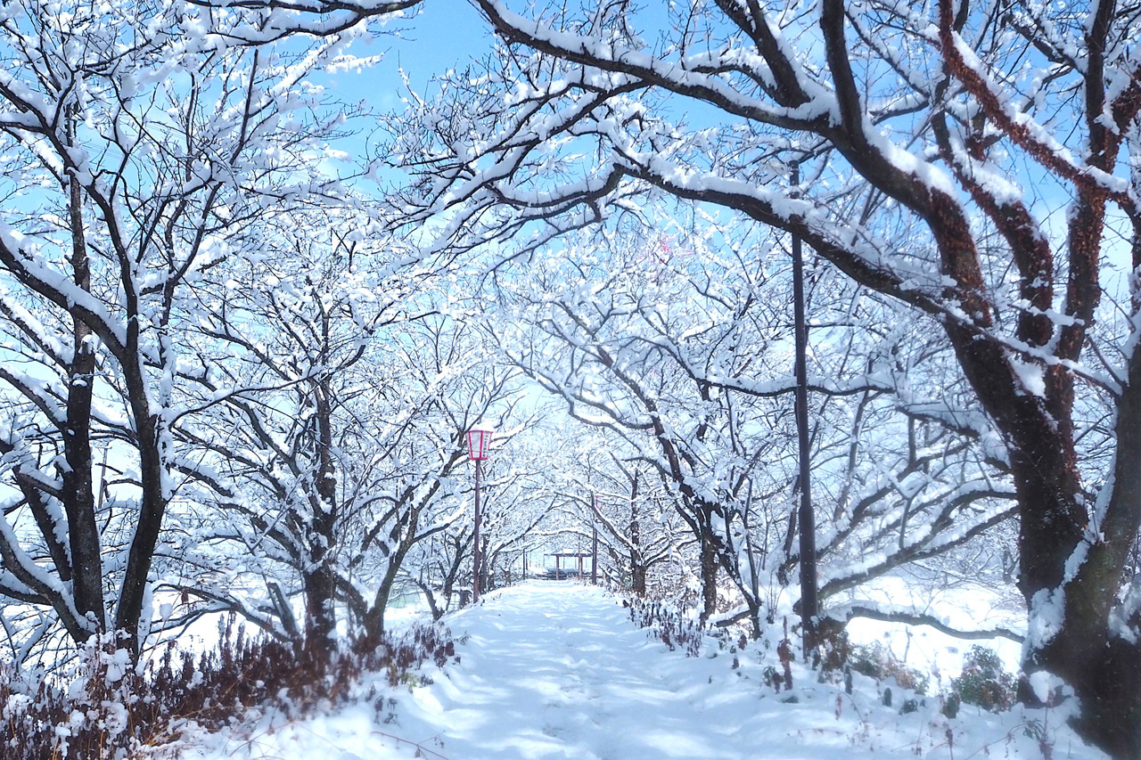 輪中堤の雪桜/山本 勇登