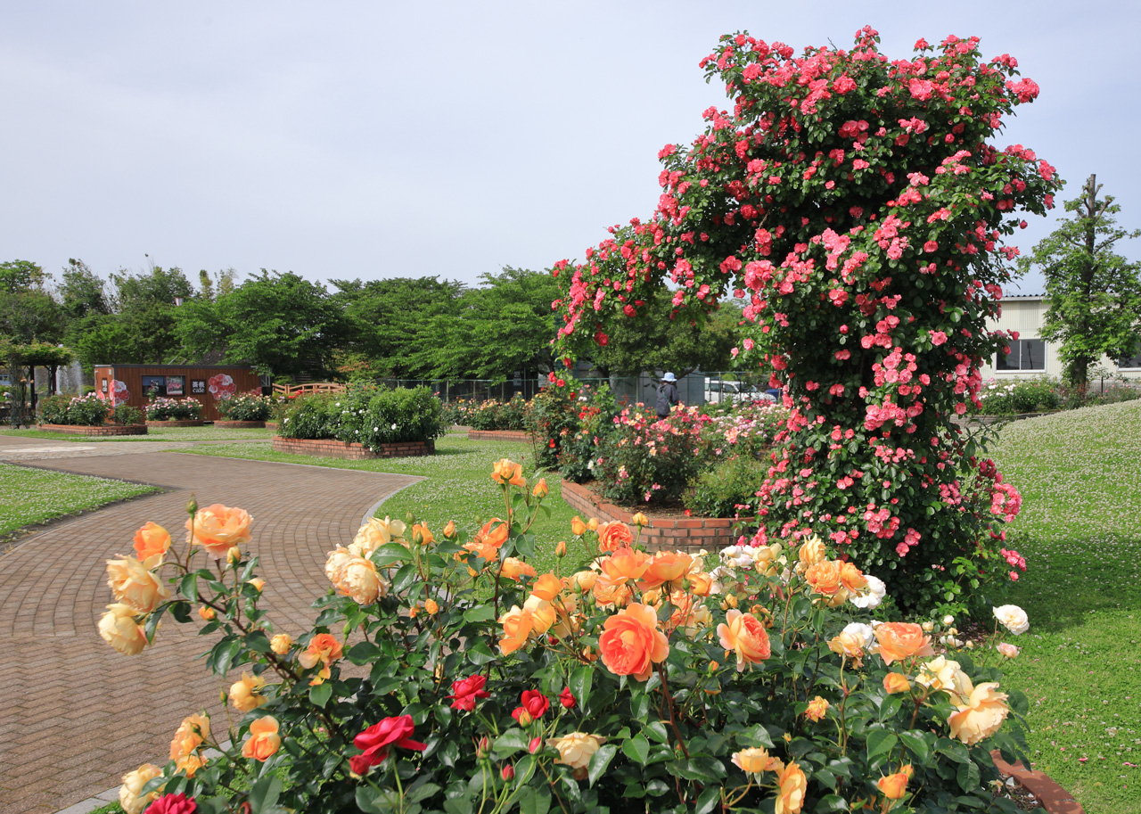 見頃のアーチ仕立て/増田 興次